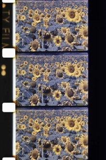 Les tournesols colorés Trailer