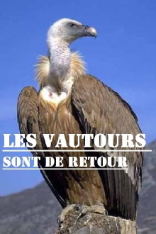 Les vautours sont de retour Trailer