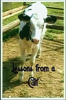 Lessons from a Calf Trailer