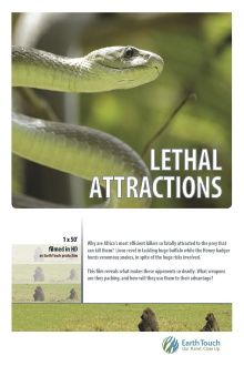 Lethal Attractions Trailer