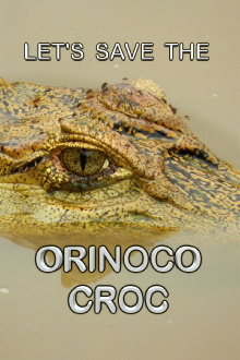 Let’s Save the Orinoco Croc Trailer