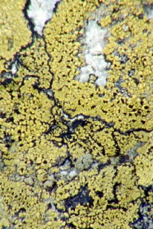 Lichens Are The Way Trailer