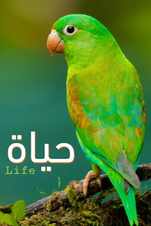 Life Trailer