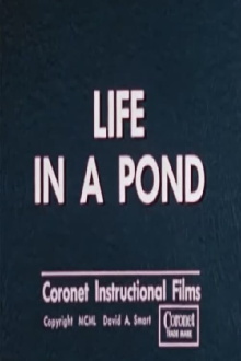 Life in a Pond Trailer