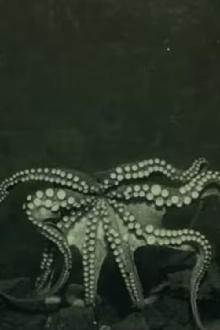 Life in the Deep Sea: Molluscs Trailer