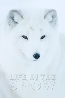 Life In The Snow Trailer