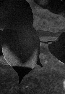Light Leaves Trailer