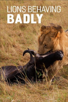 Lions Behaving Badly Trailer
