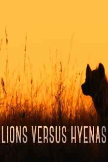 Lions versus Hyenas Trailer