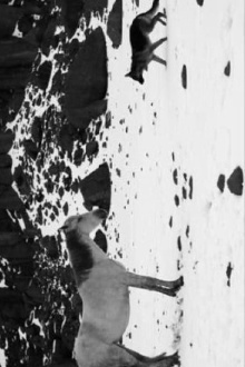 Little Block of Cement with Dishevelled Hair Containing the Sea Trailer