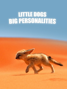 Little Dogs, Big Personalities Trailer