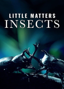 Little Matters: Insects Trailer
