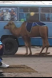 Live and live in Fergana Trailer