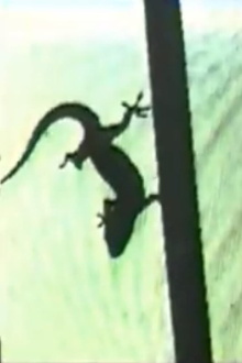 Lizard, or How to Perform in Front of the Reptile Trailer