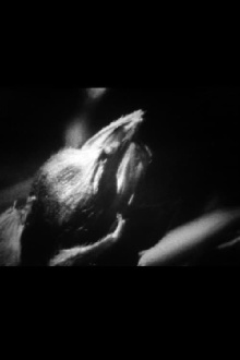 Lola Trailer