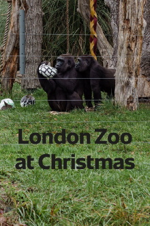 London Zoo at Christmas Trailer