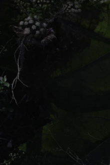 Lost Gardens Trailer