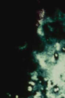 Loud Visual Noises Trailer