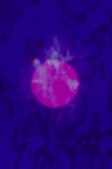 LSD Trailer
