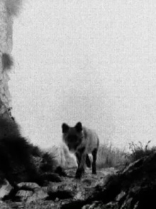 Lupercalia Trailer
