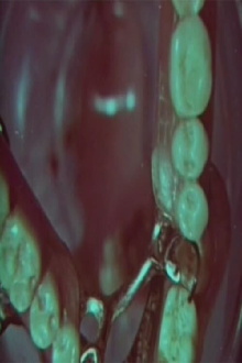 Macrozoom Trailer