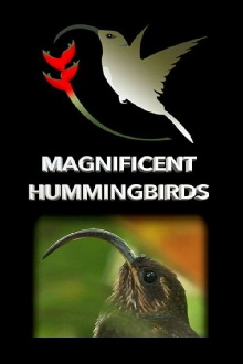 Magnificent Hummingbirds Trailer