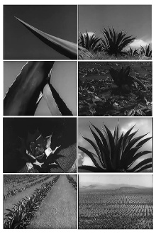 Magueyes Trailer
