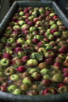 Making Apple Juice Trailer
