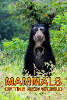 Mammals of the New World Trailer