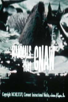 Mammals That Gnaw Trailer