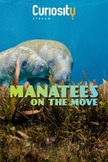 Manatees On The Move Trailer
