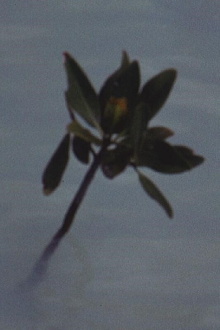 Mangrove Ring Trailer