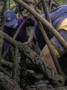 Mangrove Women Trailer