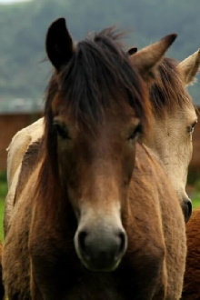 Manipuri Pony Trailer