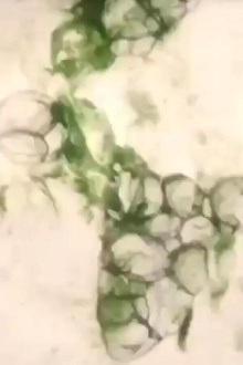 marble Trailer