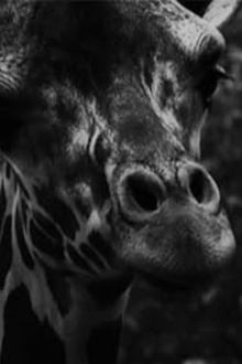 Marbled Golden Eyes Trailer