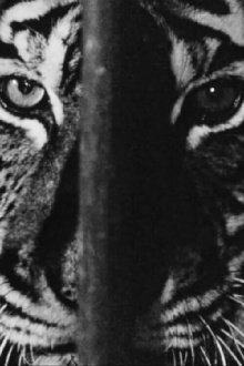 Marguerite Duras in the Lions' Den Trailer