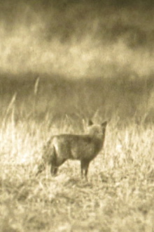 Mausender Fuchs Trailer