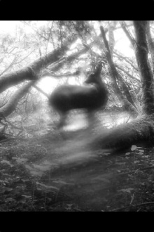 Meadows Wait, Mist Diffuses Trailer