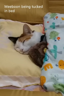 Meeboon being tucked in bed Trailer