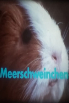 Meerschweinchen Trailer