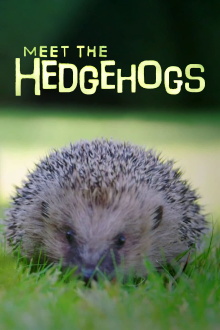 Meet the Hedgehogs Trailer