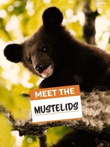 Meet the Mustelids Trailer