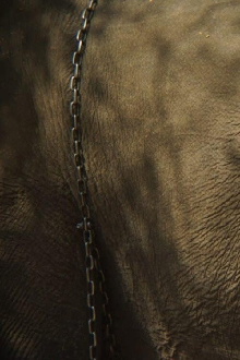 Memory of the Blind Elephant Trailer