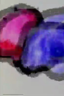 Meta Meta Trailer