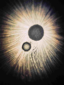 Microscopic love Trailer