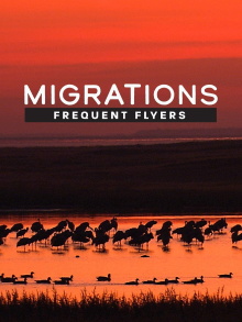 Migrations: Frequent Flyers Trailer