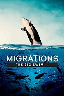 Migrations: The Big Swim Trailer