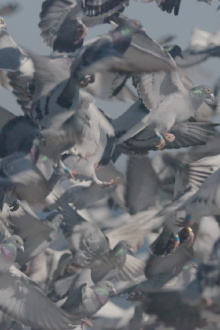 Million Dollar Pigeons Trailer