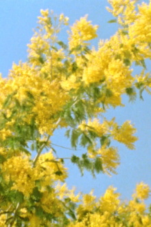 Mimosen im Wind Trailer